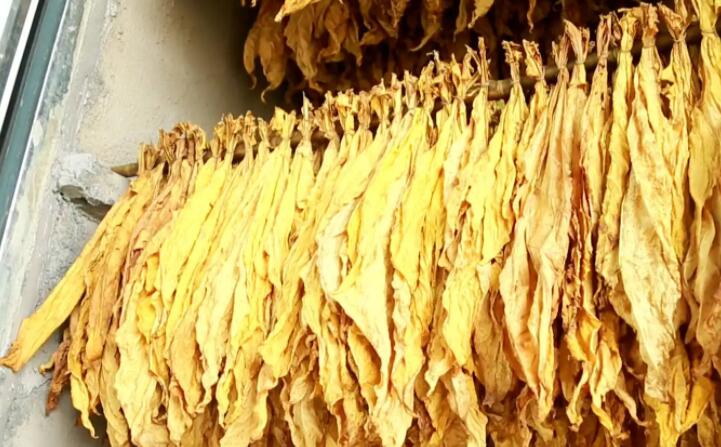 木屑顆粒燃料烘烤煙葉可以嗎？