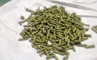 鋸末顆粒一噸能賺多少？顆粒機廠家給你算了一筆賬