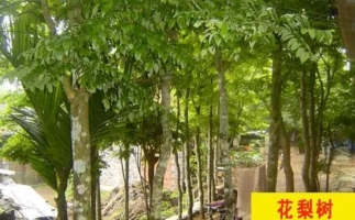 紅花梨下腳料千萬(wàn)別再丟了，都是寶啊